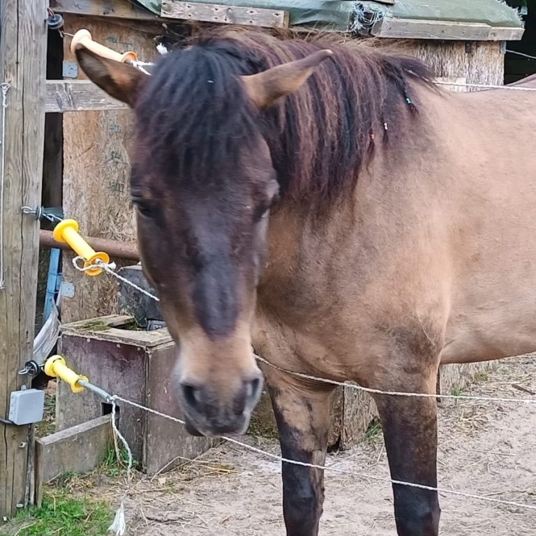 Pferd geht durch Litze Pferd, das durch einen Litze gehen möchte