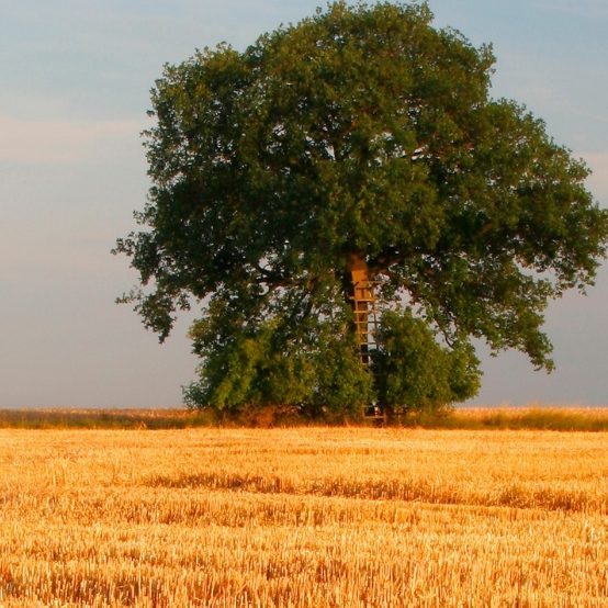 Ein einzelner, großer Baum steht in einem goldenen, Stoppelfeld.