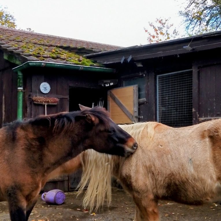Pferde Cosmo und Noldi