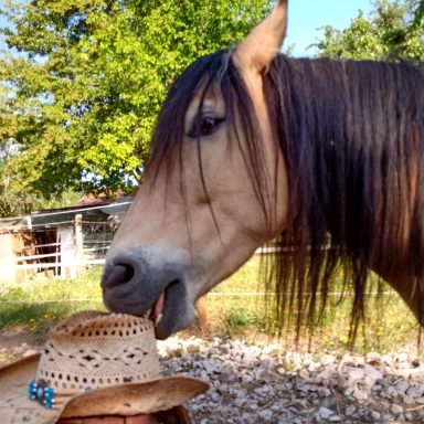 Pferd knabbert an Hut