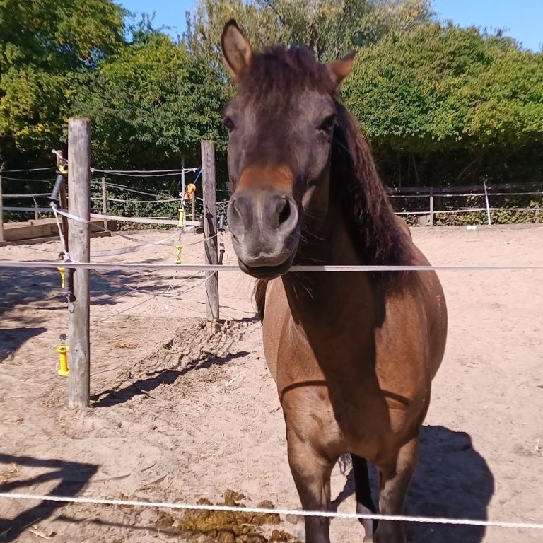 Pferd steht hinter der Litze