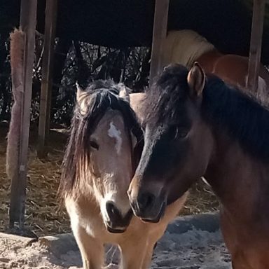 Verbindung von zwei Pferden