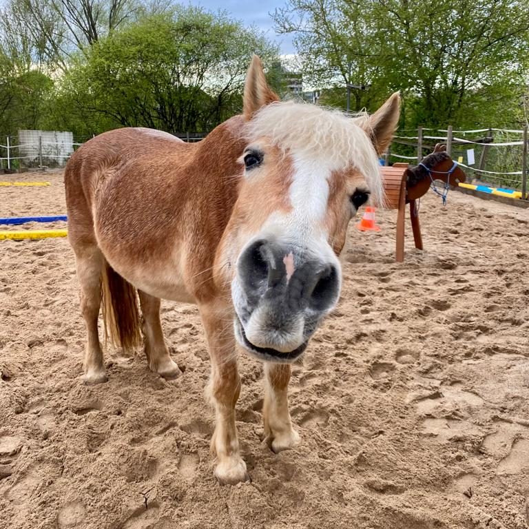 Pferd mit Kopf weit nach vorne