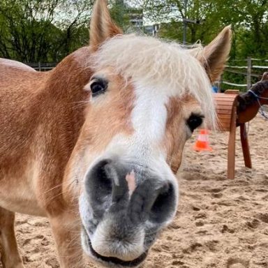 Karina Nahaufnahme eines freundlichen Ponys in einem Sandstall.