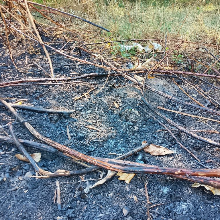 Cosmos Auge Nahaufnahme eines Pferdeauges mit reflektierendem Glanz.