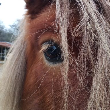 Karina Pferd will was zum Essen