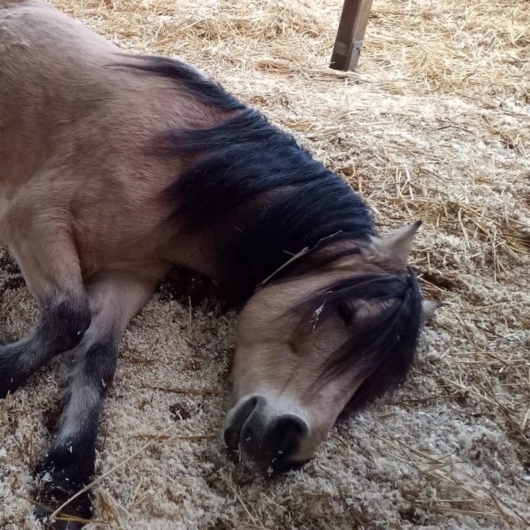 Pferd liegt auf dem Boden